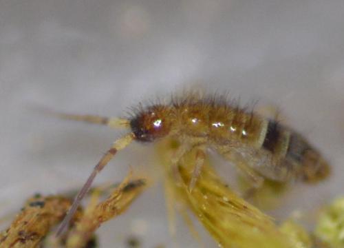 Réf. 250 622 : Orchesella cincta